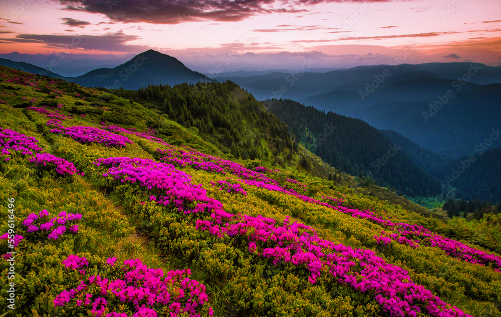  blooming pink rhododendron flowers, amazing panoramic nature scenery, Carpathian mountains, Ukraine, Europe.