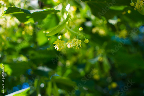 Tilia, linden tree, basswood or lime tree with unblown blossom. Tilia tree is going to bloom. A bee gathers lime-colored honey