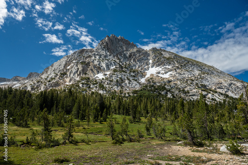 Pine Trees and Field Below Ragged Peak