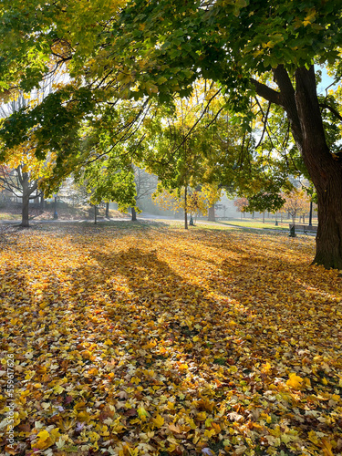 Photography Autumn leaves covering a square. Toronto, Ontario, Canada.