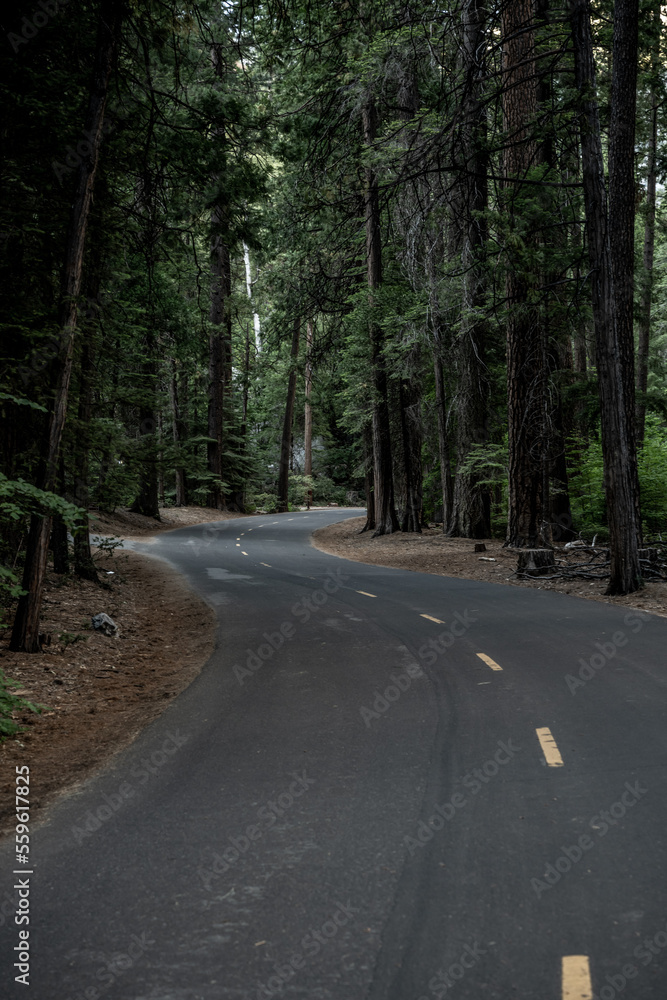 Obraz premium S Curve In Road Through Forest With Muted Colors