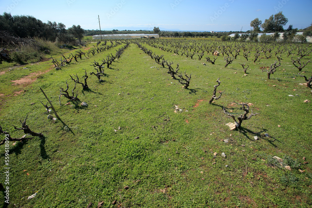 Vineyard in the north of Crete (Greece)