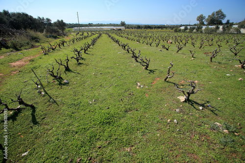 Obraz na płótnie Vineyard in the north of Crete (Greece) w salonie