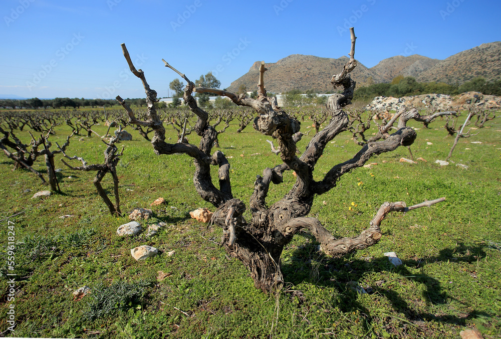 Vineyard in the north of Crete (Greece)