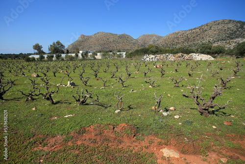 Vineyard in the north of Crete (Greece)