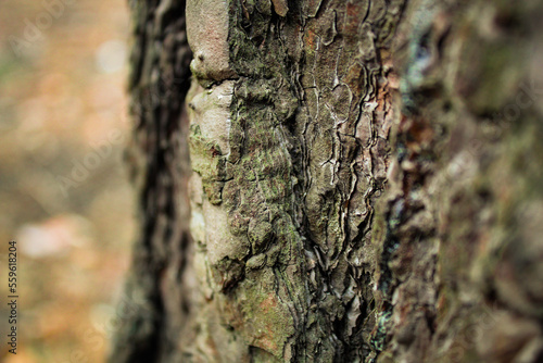 Texture of an old bark tree