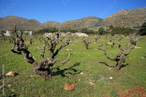 Obraz na płótnie Vineyard in the north of Crete (Greece) w salonie