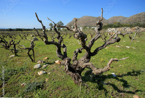 Obraz na płótnie Vineyard in the north of Crete (Greece) w salonie