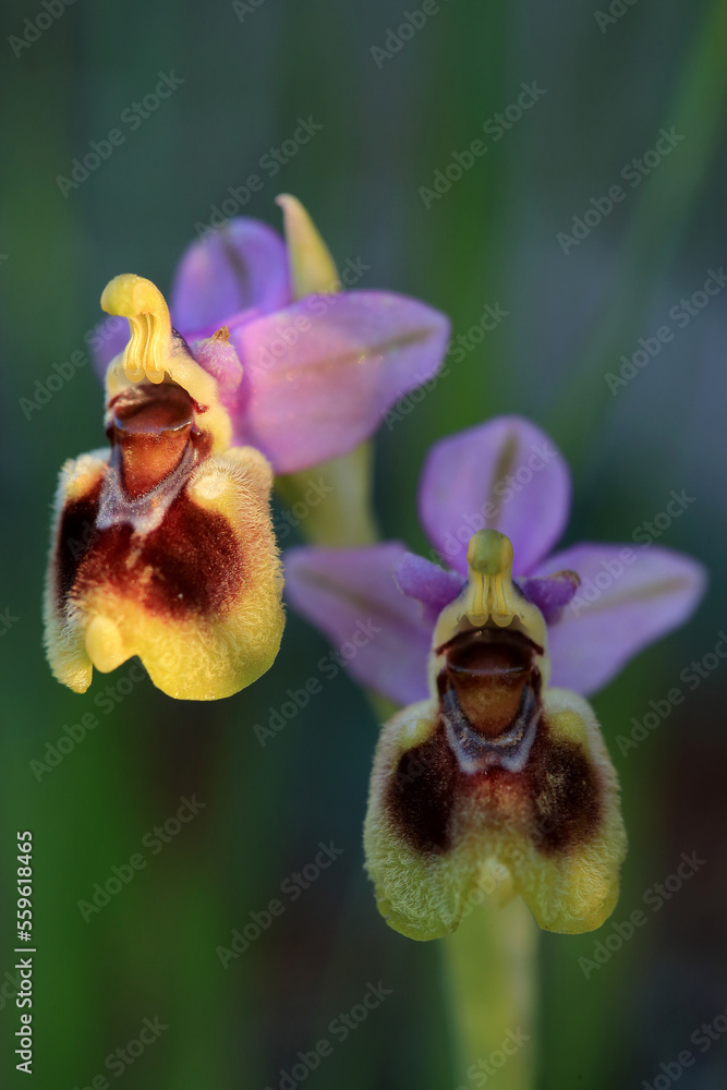 Saw-fly Orchid (Ophrys tenthredinifera) on xerothermic grassland in Crete