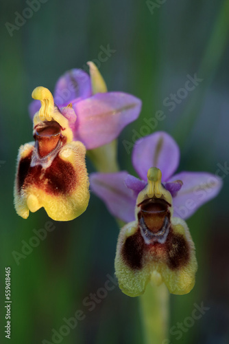 Obraz na płótnie Saw-fly Orchid (Ophrys tenthredinifera) on xerothermic grassland in Crete w salonie