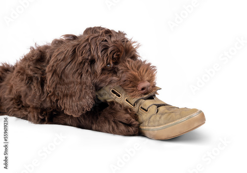 Isolated puppy chewing shoe. Cute  puppy dog biting or smelling shoe while holding it between paws. Stop bad behavior concept. 3 months old female labradoodle dog, chocolate or brown. Selective focus.