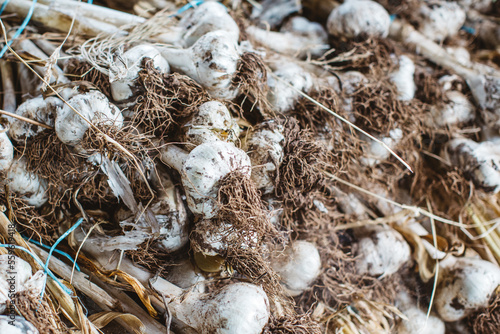 organic garlic harvest laid out to dry