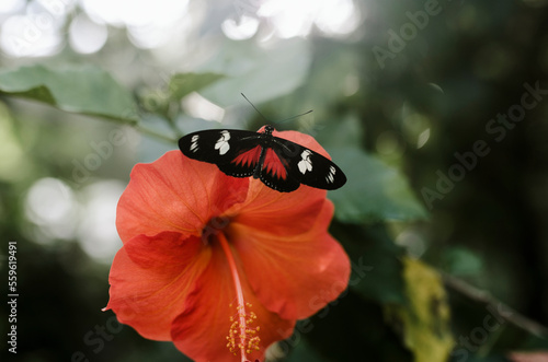 Close-up of Laparus doris on hibiscus photo