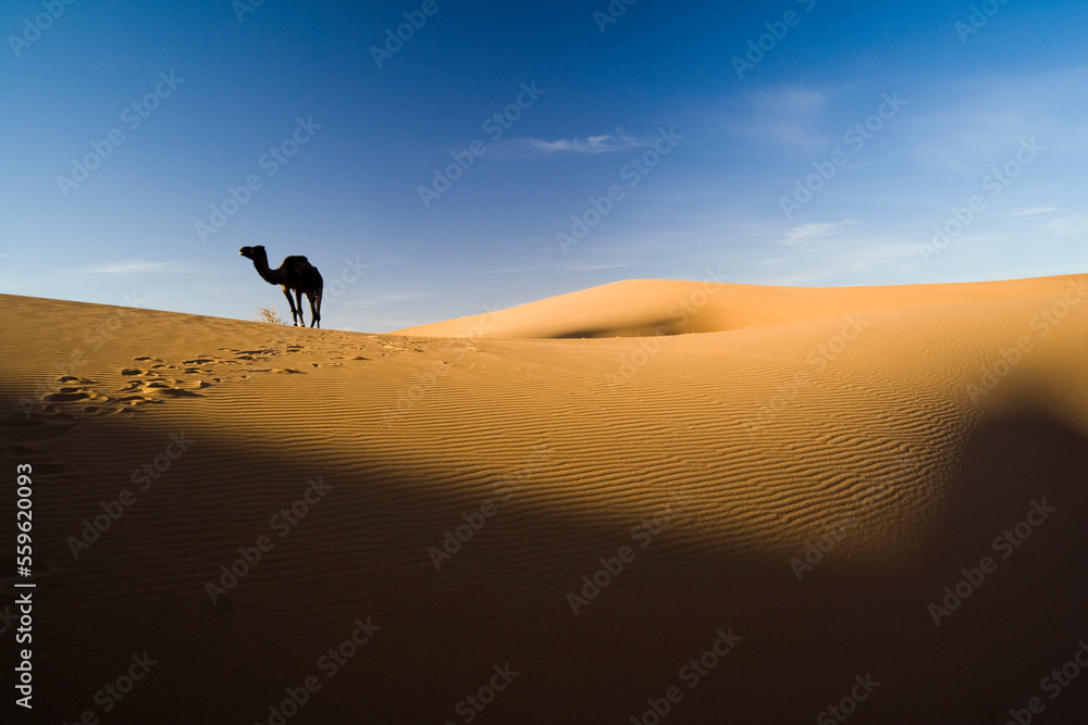 A lone camel walks in search of food near camp in the large sand dunes of Erg Zehar near M'hamid, Morocco. A lone camel walks in search of food near camp in the large sand dunes of Erg Zehar near M'hamid, Morocco.