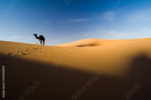 A lone camel walks in search of food near camp in the large sand dunes of Erg Zehar near M'hamid, Morocco. photo