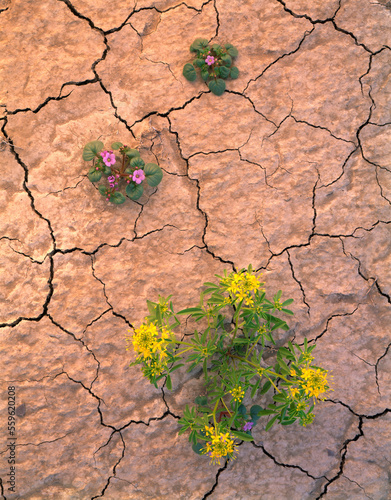 Yellow Bee Plant and Desert Four 'O Clock in bloom on mud flats, Capitol Reef National Park, Utah photo