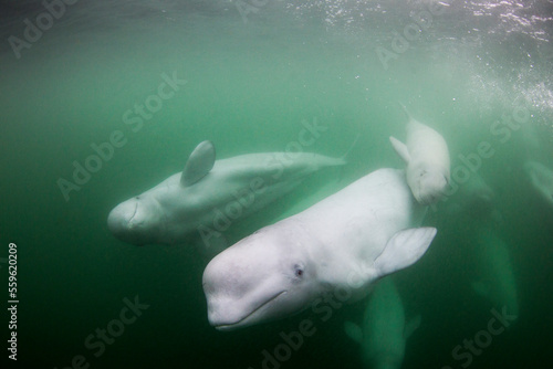 Underwater View of Beluga Whales, Churchill, Manitoba, Canada