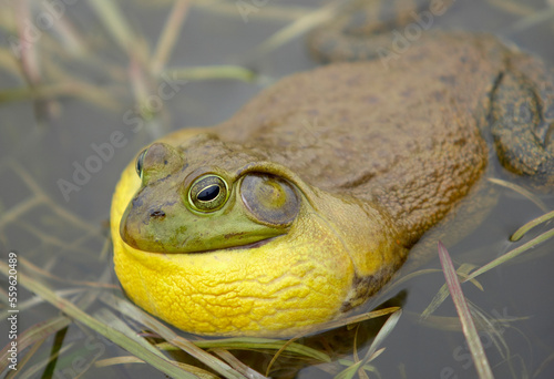 A male bullfrog in a pond in CT. photo