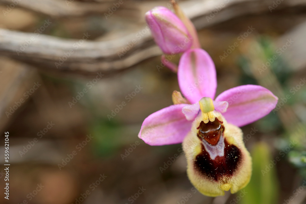 Saw-fly Orchid (Ophrys tenthredinifera) on xerothermic grassland in Crete
