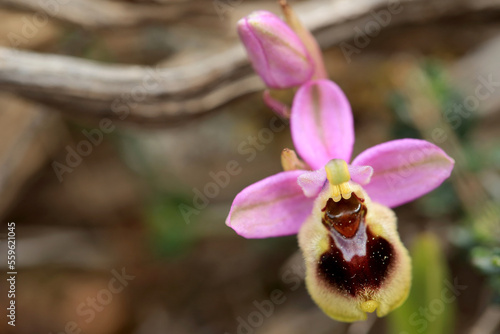 Saw-fly Orchid (Ophrys tenthredinifera) on xerothermic grassland in Crete photo