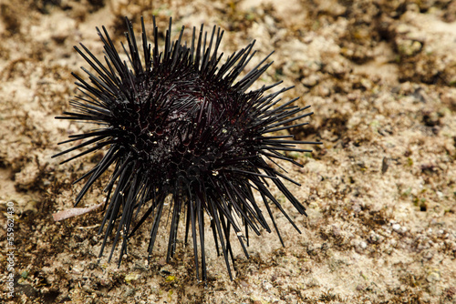 a large black male sea urchin in its natural habitat, in a coral reef in the Indian Ocean, Kenya © Elena