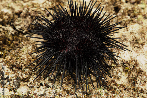 a large black male sea urchin in its natural habitat, in a coral reef in the Indian Ocean, Kenya