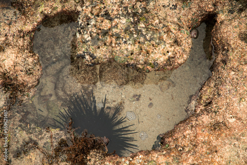 a large black male sea urchin in its natural habitat, in a coral reef in the Indian Ocean, Kenya photo