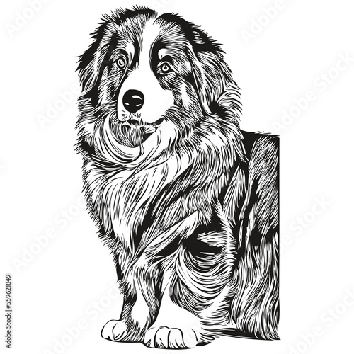 Australian Shepherd dog hand drawn line art vector drawing black and white logo pets illustration
