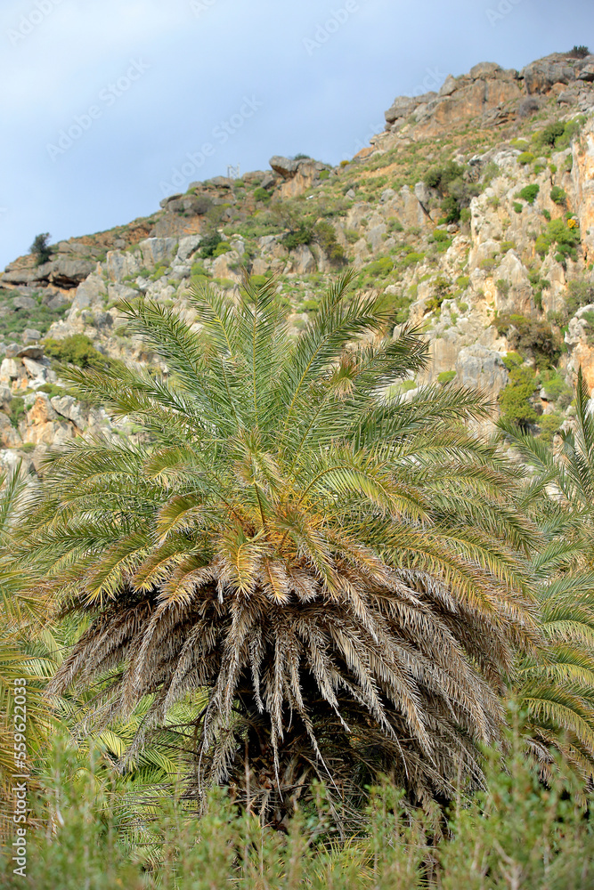 A palm forest (Cretan Date palm tree Phoenix theophrasti) in Crete, in a natural position