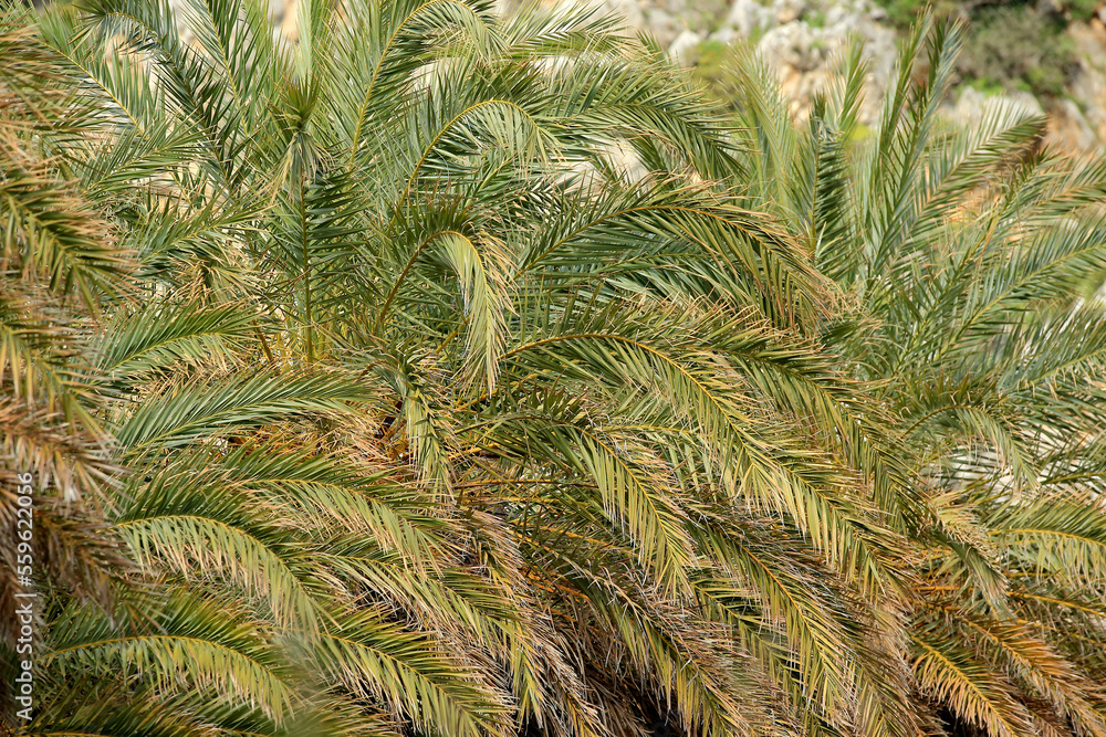 A palm forest (Cretan Date palm tree Phoenix theophrasti) in Crete, in a natural position