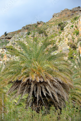 Obraz na płótnie A palm forest (Cretan Date palm tree Phoenix theophrasti) in Crete, in a natural position w salonie