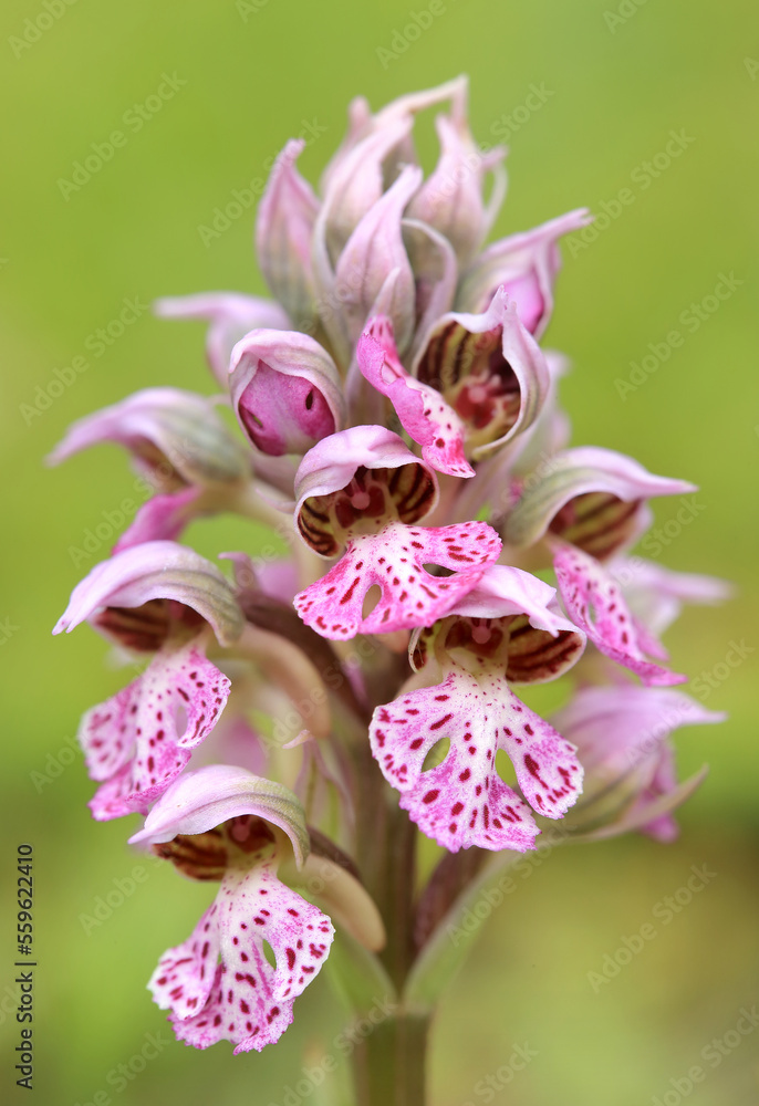 The milky orchid (Neotinea lactea) on the xerothermic grassland in Crete