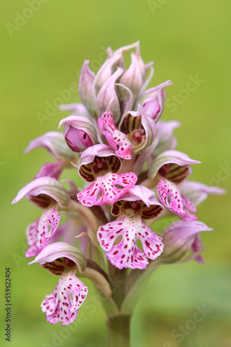 Obraz na płótnie The milky orchid (Neotinea lactea) on the xerothermic grassland in Crete w salonie