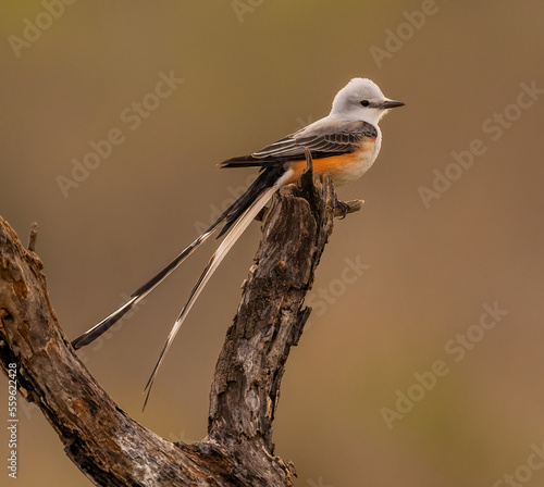 Scissor Tailed Flycatcher posing on tree stump
