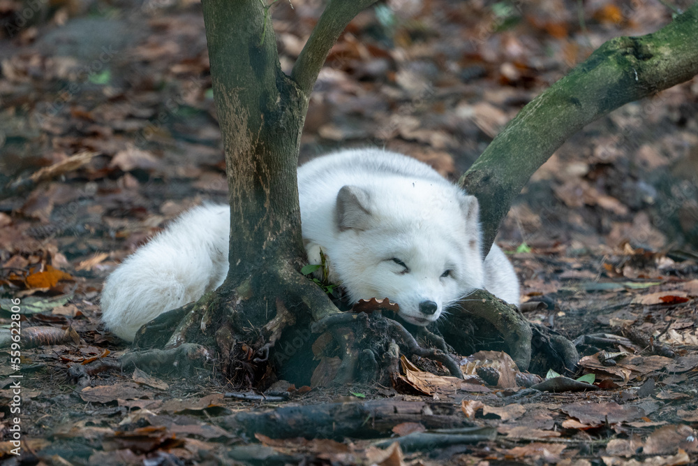 Polarfuchs schläft süß zwischen Bäumen Polarfuchs schläft süß zwischen Bäumen