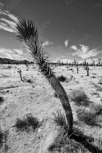 Mojave National Preserve California
