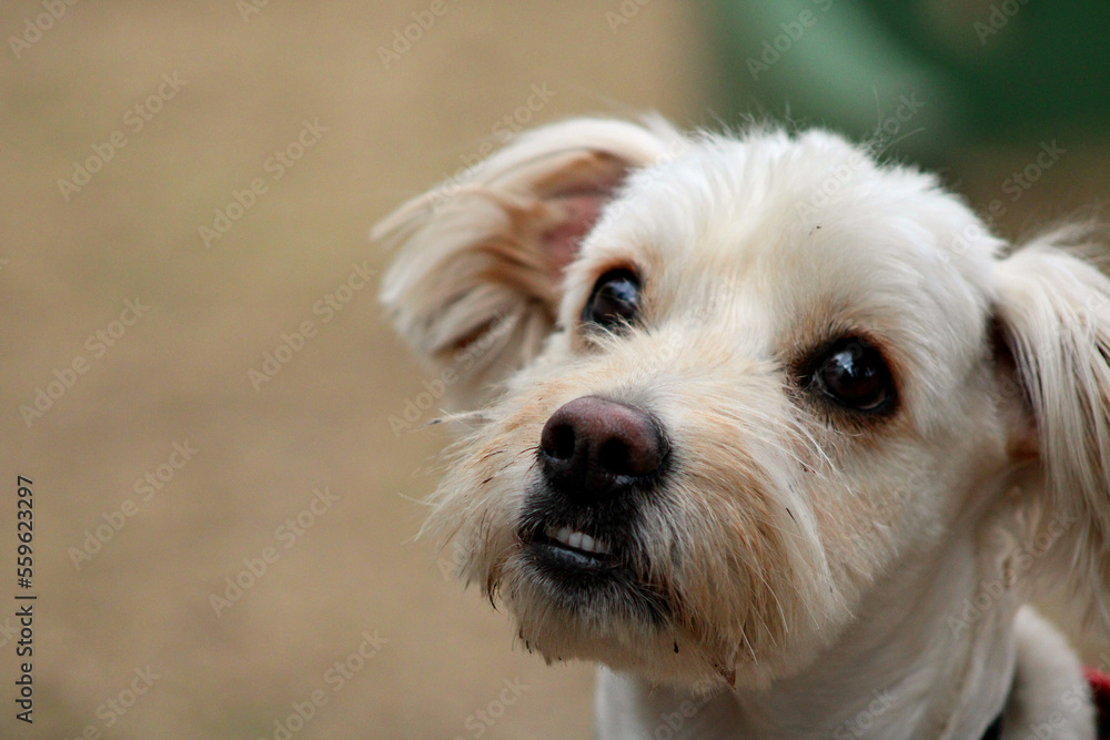 portrait of a puppy