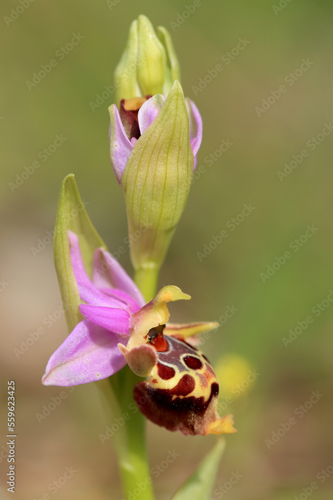 The woodcock bee-orchid (Ophrys scolopax ssp. heldreichii) on the xerothermic grassland in Crete