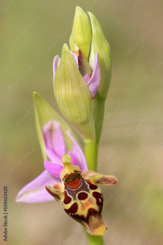 The woodcock bee-orchid (Ophrys scolopax ssp. heldreichii) on the xerothermic grassland in Crete