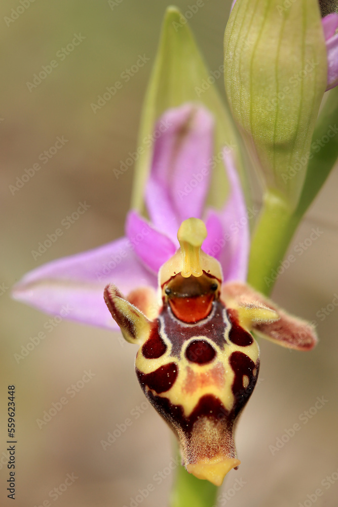 The woodcock bee-orchid (Ophrys scolopax ssp. heldreichii) on the xerothermic grassland in Crete