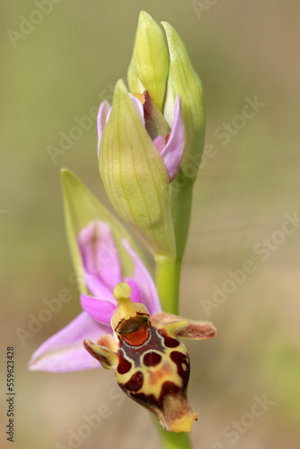 Obraz na płótnie The woodcock bee-orchid (Ophrys scolopax ssp. heldreichii) on the xerothermic grassland in Crete w salonie