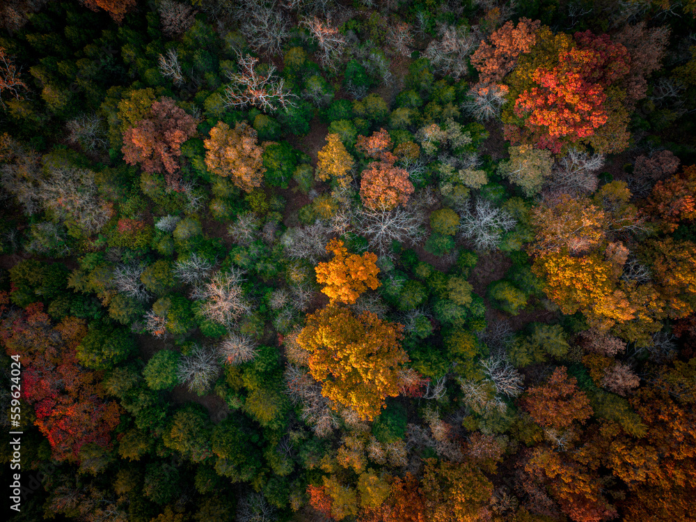 drone view of fall foliage drone view of fall foliage