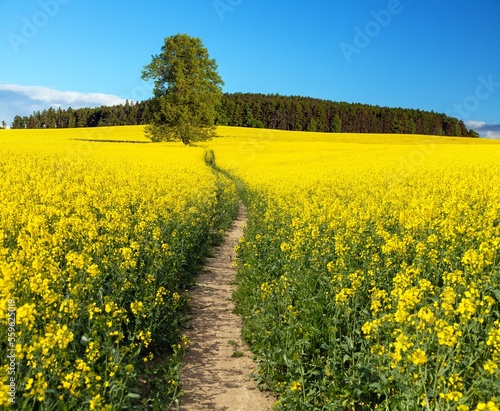 Field of rapeseed canola colza Brassica Napus