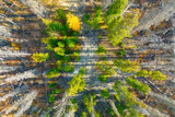 Drone view of a dead and young forest. Landscape from the air on an autumn forest. Landscape with soft light before sunset. Alberta, Canada.