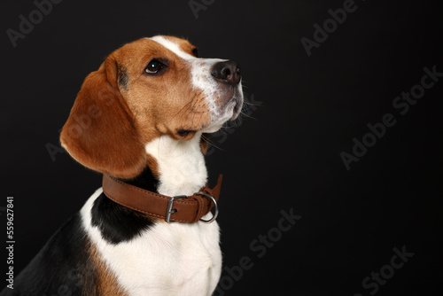 Adorable Beagle dog in stylish collar on black background. Space for text