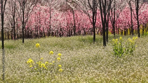 Wallpaper Mural 風にゆれる桜とナズナ　阿蘇 Torontodigital.ca