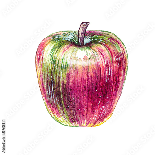 Watercolor apple red-green on a white background