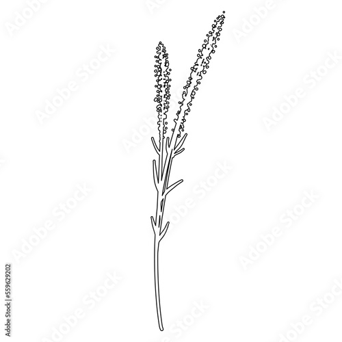 Outline Flower on Branch with Leaves. Floral Illustration. Hand drawn continuous line wild elegant herb. 