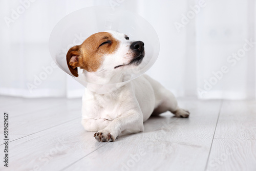 Cute Jack Russell Terrier dog wearing medical plastic collar on floor indoors