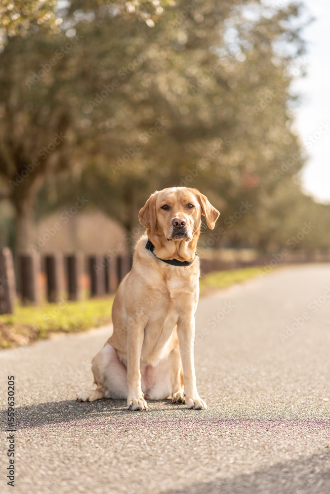 Yellow Labrador retriever at a park. Purebred lab enjoying the park. 